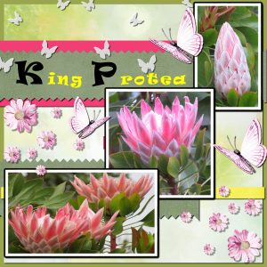 project-4-king-protea-600x600