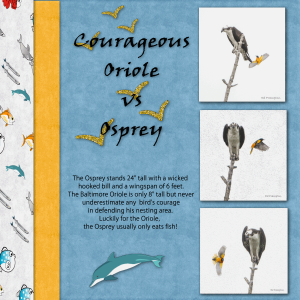 oriole-vs-osprey