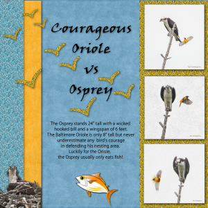 oriole-vs-osprey-revised_600