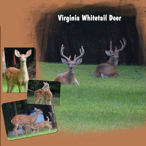 2020-7-25-back-yard-deer-template-6-lady22-600