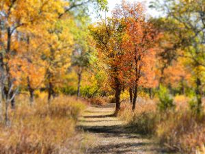 autumn-colours-danielson-park-17-sept-2
