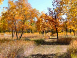 autumn-colours-danielson-park-17-sept-5