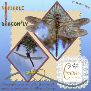 darner-variable-dragonfly-female-1