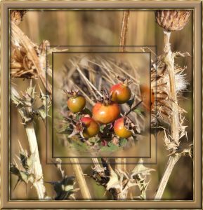 frame-autumn-colours-rosehips-and-thistles