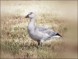 goose-snow-morph-juvenile-14-sept