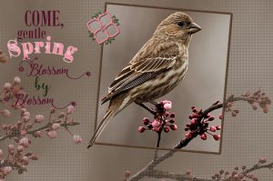 house-sparrow-female-framed-and-text