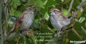 quote-sparrows-white-throated
