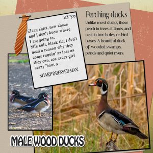 sharp-dressed-man-wood-ducks