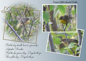song-lyrcs-warbler-common-yellow-throated