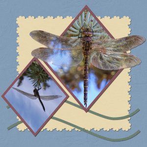 variable-darner-dragonflya