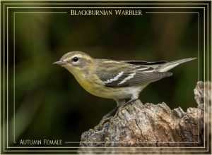 warbler-blackburnian-female-10-sept