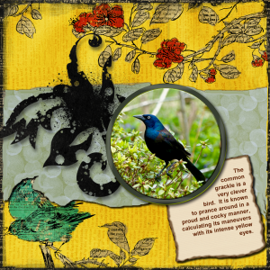 grackle-layout-reduced-2