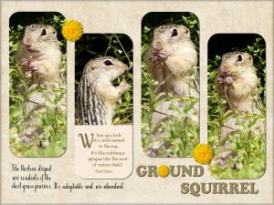 quote-ground-squirrel-a