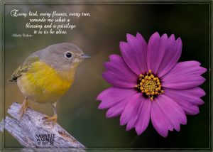 quote-warbler-nashville-flower