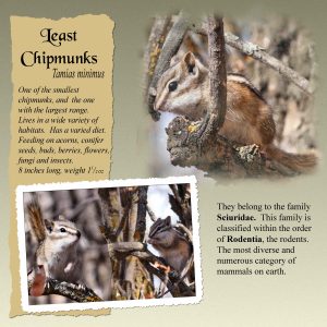 chipmunks-coldwell-park