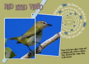 vireo-red-eyed