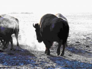 buffalo-frosty-morn-2a-2