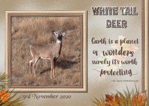 deer-page