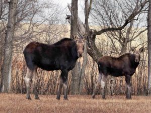 moose-in-the-trees-6-nov-cow-and-calf-10a-3