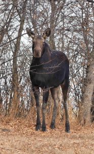 moose-in-the-trees-6-nov-cow-and-calf-2a-2