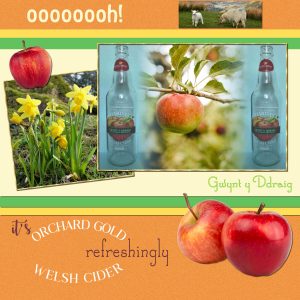 orchard-gold-cider
