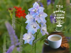 quote-tea-or-coffee-in-the-garden-2