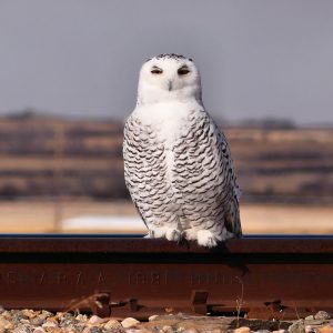 owl-snowy-4-nov-12a