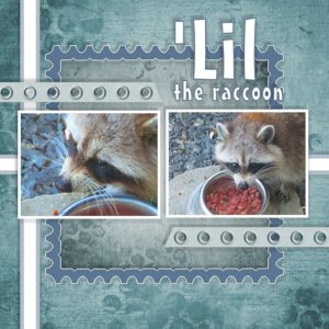 lil-the-raccoon