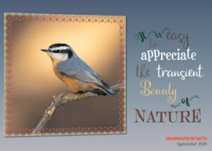 quote-coffee-red-breasted-nuthatch-2