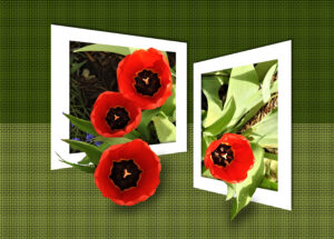 red-tulips-w-weave-background