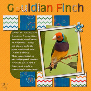 concentration-gouldian-finch-600