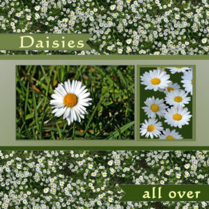 daisies_allover_w
