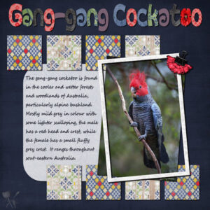 gang-gang-parrot-600