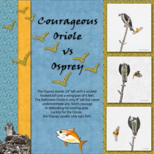 oriole-vs-osprey-display