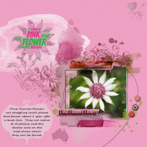 pink-flannel-flower-resized