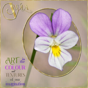 quote-viola-flower-1