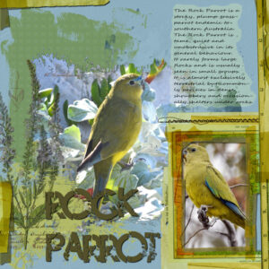 rock-parrot-resized