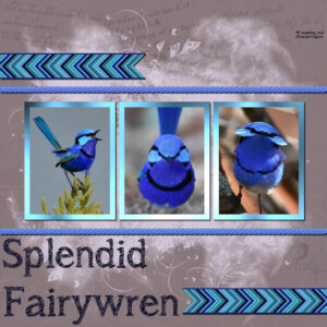 splendid-fairywren-resized