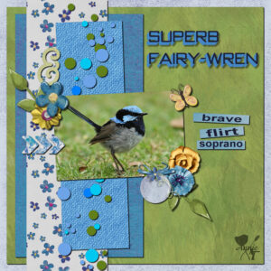 superb-fairy-wren-resized