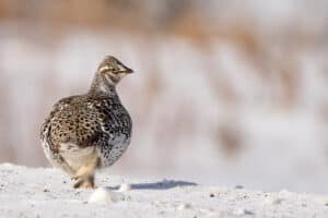 sharp-tailed-grouse-2