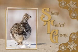 sharp-tailed-grouse