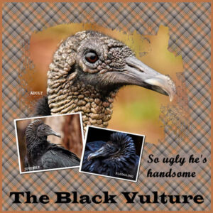 black-vultures-scaled