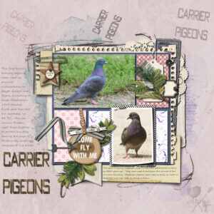 carrier-pigeons-resized-1