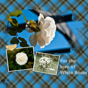 for-the-love-of-white-roses-resized