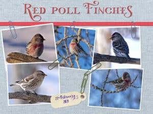 paperclip-challenge-red-poll-finchesa