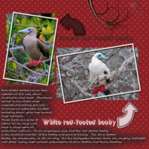 red-footed-white-booby-and-brown-booby-resized