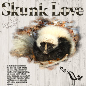 skunk-love_scaled-2