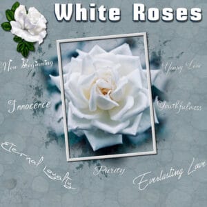 white-roses-resized