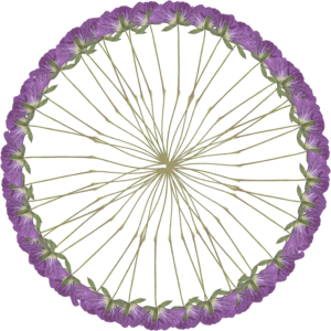 mandala-purple-flowers-2-sm