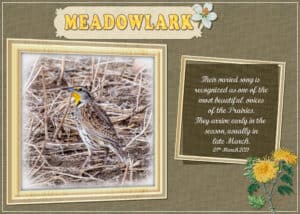 meadowlark-28-march-2021